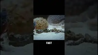 5 Amazing Facts About Animals