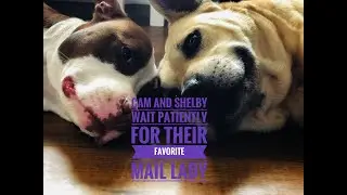 A Staffy and a pit bull wait for their favorite mail lady