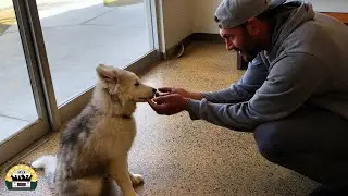 The Amazing Story Of Koda - The Asher House