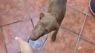 Drako