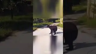 Медведь  против внедорожника. Bear vs SUV.
