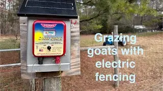 Using electric fencing with goats