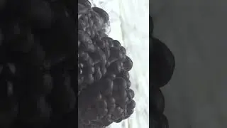 Austernpilz time lapse