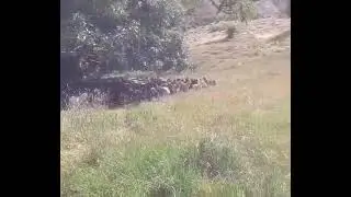 Keçilere Askerlik Yaptıran Çoban