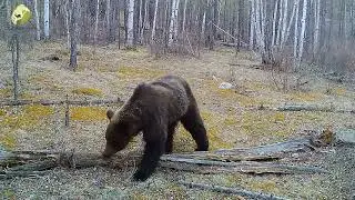 Косолапый помощник