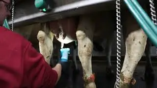 UdderBrite
