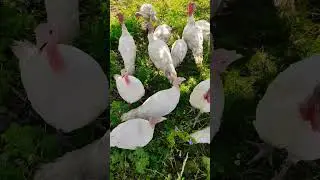 Индюшата