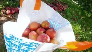 Apple Picking