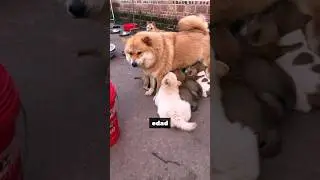 ¡El perro gigante compitiendo por leche! 🐶😱