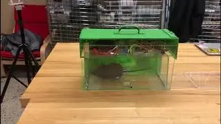 Smart Rodent Trap Demo