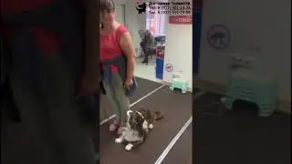 Занятие в группе по #дрессировка: спокойное отношение к другим #собаки. #Тольятти, 22 августа 2024.