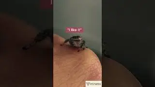 Frida - The Bravest Jumping Spider #pestweek #pestnews #jumpingspider #nevergiveup #foryou #shorts