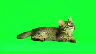 Kitten green screen Video /Cat green screen Video