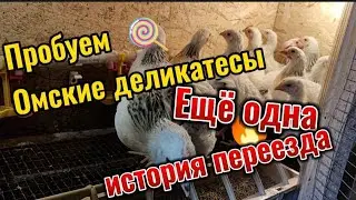 История переезда, деликатесы Алтайского края, какого размер месячных цыплят, голый бройлер, пмж юг