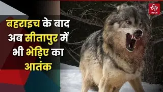 Bahraich के बाद अब Sitapur में भी भेड़िए का आतंक, वृद्ध महिला को बनाया निवाला, दहशत में ग्रामीण