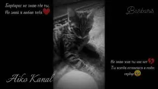 ~Барбарис🥺~#память Где же ты?💔 Я люблю тебя🥀#кот Ютубер🕊️