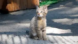 Европейский лесной котенок подошел к нам поближе, чтобы познакомиться.