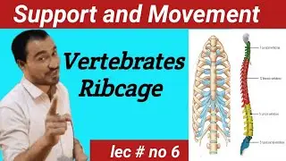 Vertebral column and Ribcage Anatomy lecture#viralvideo