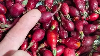 Коп на безымянном урочище с прогулкой по лесу