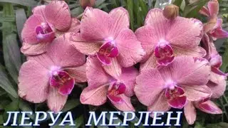№719/ ИНТЕРЕСНАЯ поставка ОРХИДЕЙ в ЛЕРУА МЕРЛЕН