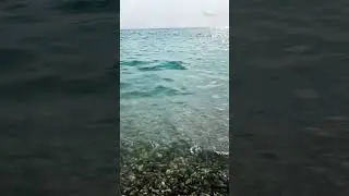Исцеляющие звуки дельфинов 🐬🩵