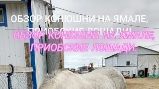 Приобские лошади в Салехарде. Ферма ЯМАО.