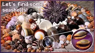 Finding Seashells on the Sand | Amazing Freak Cowrie 