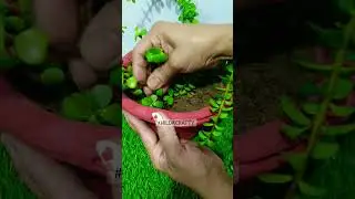 Bird Nest Jade Topiary/ #topiary #jade #birdnest #hildacrafty #diy #diyshorts