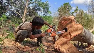cut down a big tree and make a hole