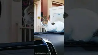 cats