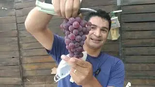 Parreira em Casa no Final de Ano, bora para o Plantar em Casa