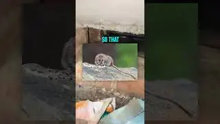 How rats get in your home! 5 year rat infestation solved by the Rat Free Lifetime Guarantee #pest