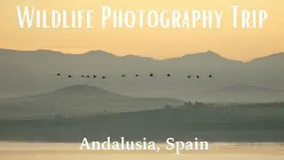 Wildlife Photography Trip to Andalusia, Spain | November 2023