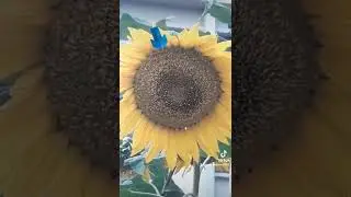মৌমাছি মধু সংগ্রহ করতেছে অনেক সুন্দর ভিডিও।