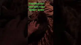 Взял кота с улицы. Бывший бездомный кот спит в постели хозяев. #бездомныйкот #котдома #виделивидео