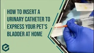 How to Insert a Urinary Catheter to Express your Pet's Bladder at Home