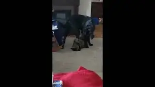 Pornstar Dance