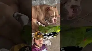 AMERICAN BULLY ATACA PAPAGAIO