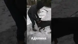 Гости 19.01.2020 в команде помощи ротвейлерам