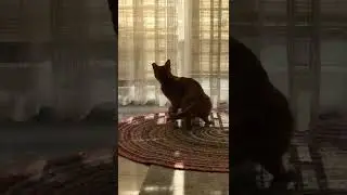 Koyun sesi duyan gomiz balkona ışınlandı 😍😍😍 #shorts