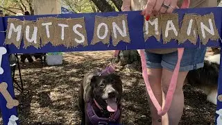 Mutts on Main in Gainesville, GA
