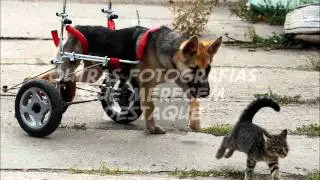As mais impressionantes e maravilhosas fotografias com animais do ano de 2011
