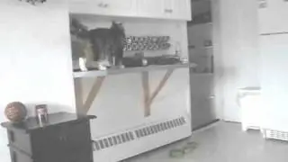 My Cat loves Ronald Jenkees hehe