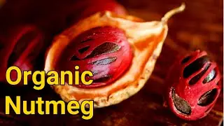 Organic Nutmeg Tree & Harvesting : Spices - Myristica fragrans