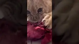 Львичка-Асичка-Ресничка. Хлопай ресницами и вставай! (Дуэт Римские)