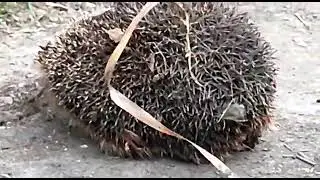 Видео про ежика.