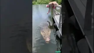 This is how crocodiles swim. Did you know? 