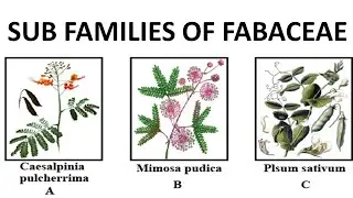 Fabaceae subfamilies : Mimosoideae, Caesalpinioideae, and Papilionoideae