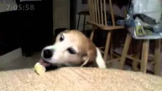 Banana Beagle