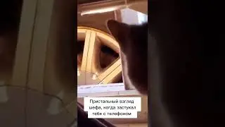 Телефон на работе????!!!🤣🤣🤣 #юмор #смехдослез